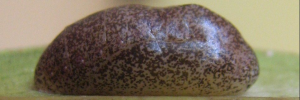 Pupae
